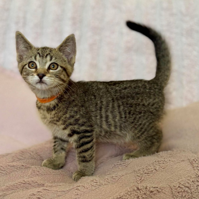 Photo of George   In Foster Care In Croydon