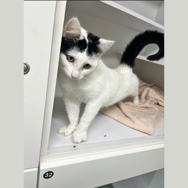 Photo of Smudge