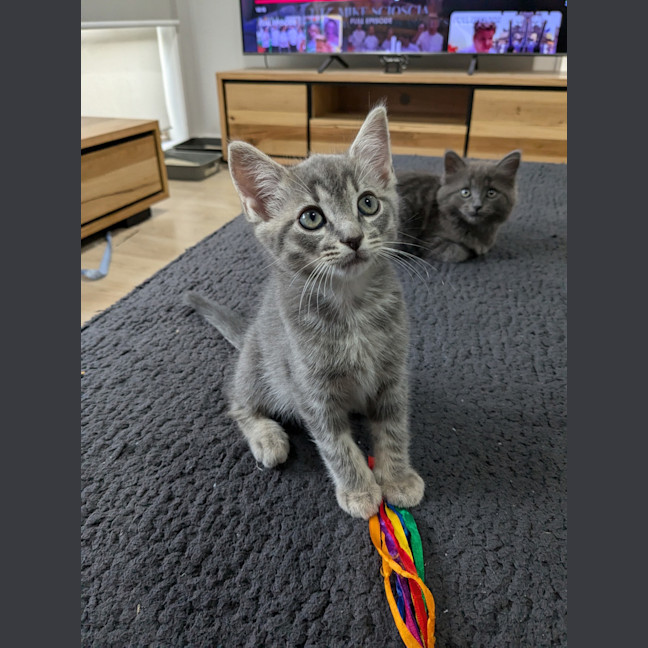 Photo of Apollo