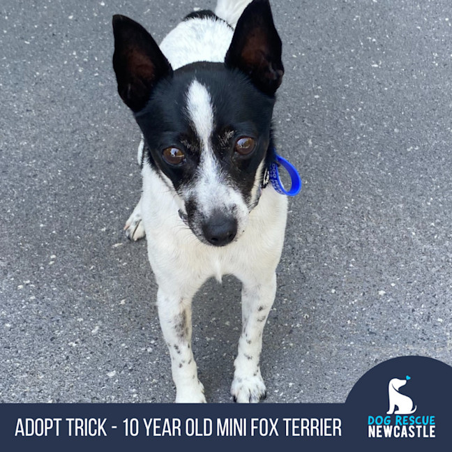 Photo of Trick   10 Year Old Mini Foxy