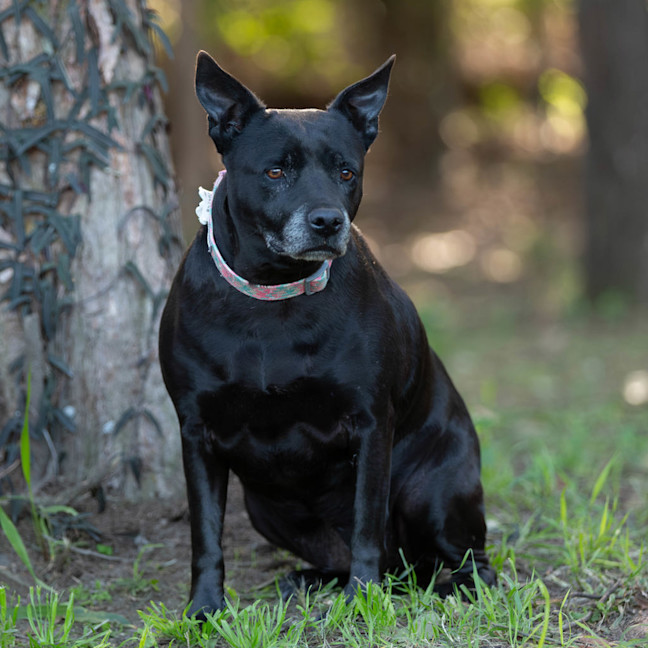Photo of Pixel