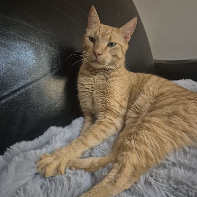 Photo of Cheeto