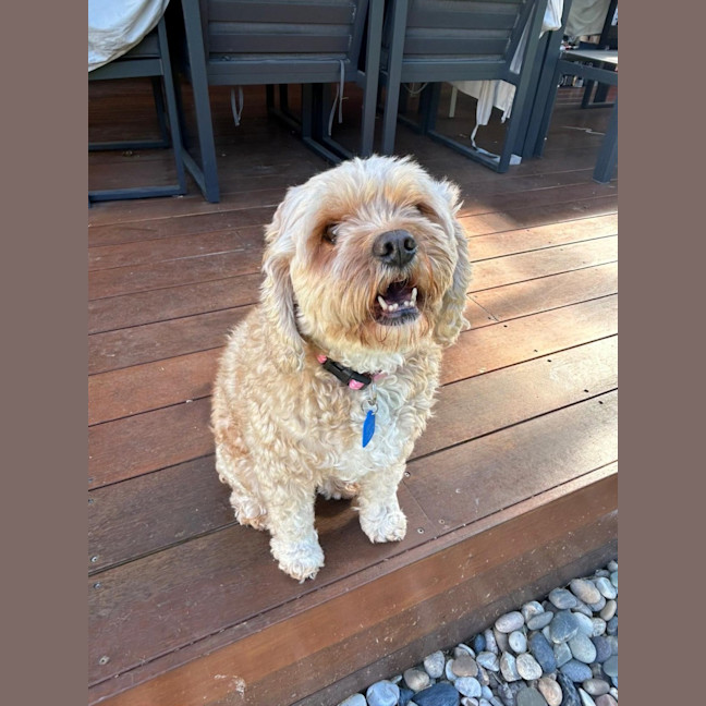 Photo of Polly