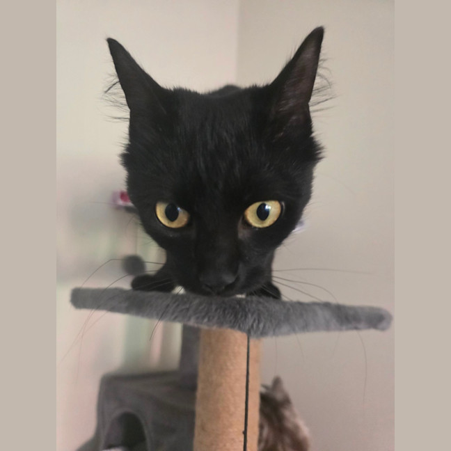 Photo of Ember