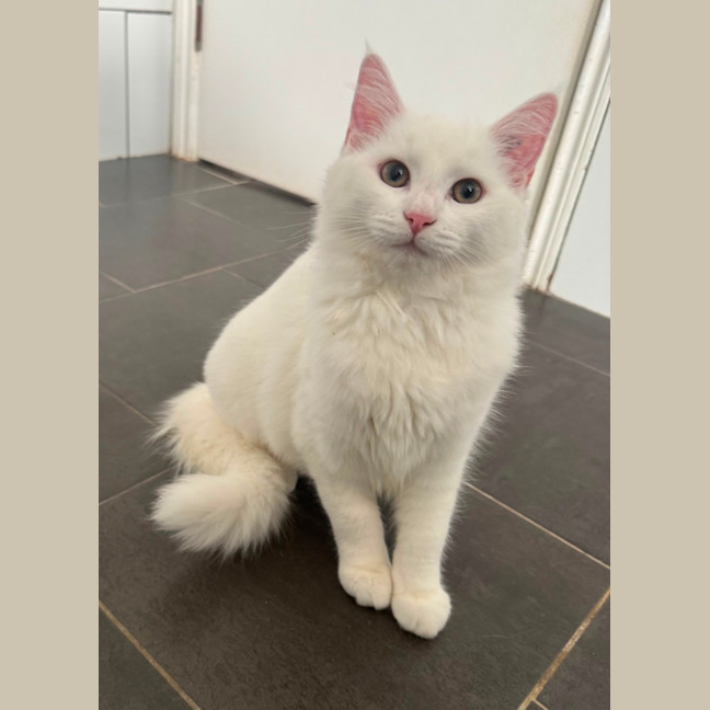 Photo of Kodi