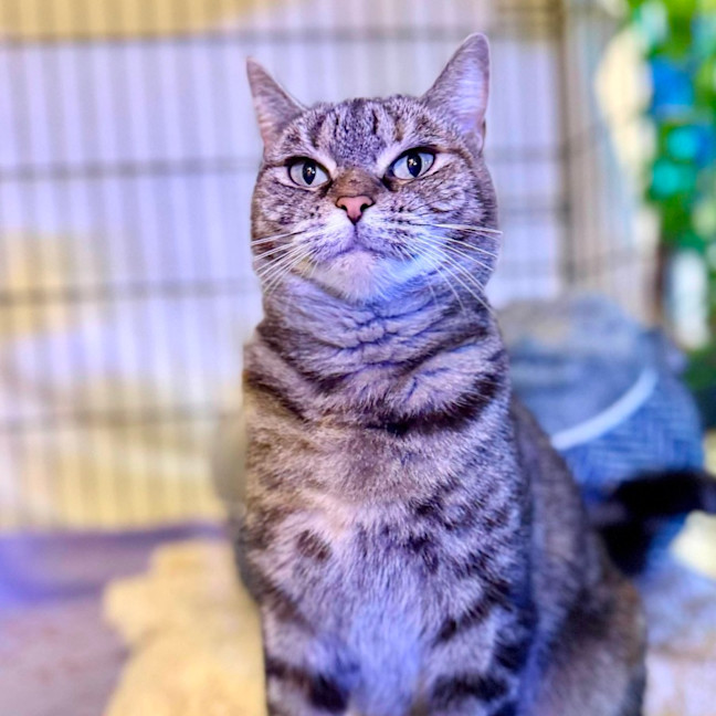 Photo of Birdie   In Foster Care In Richmond