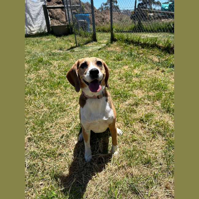 Photo of 🥓 Heidi (Hoops) 5630 🥓