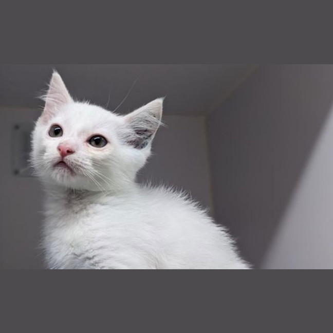 Photo of Crisp
