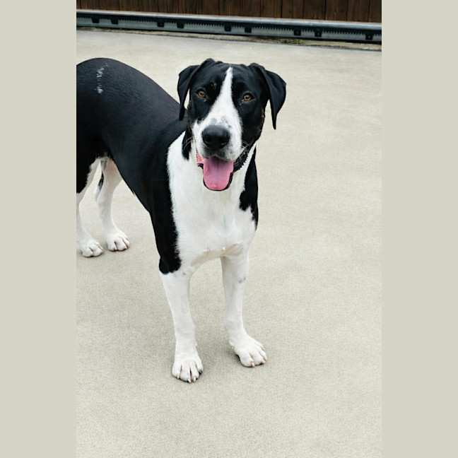 Photo of Diesel
