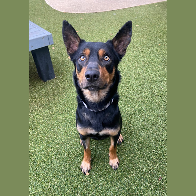 Photo of Scout