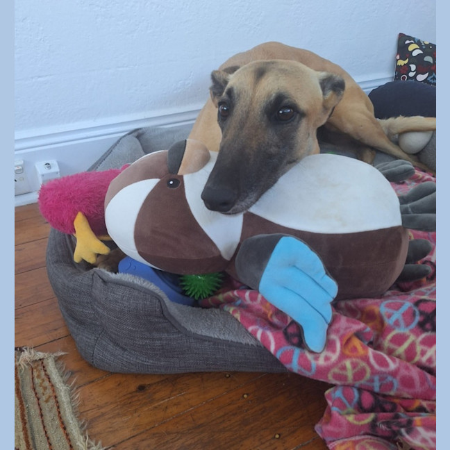 Photo of Bella, The Greyhound