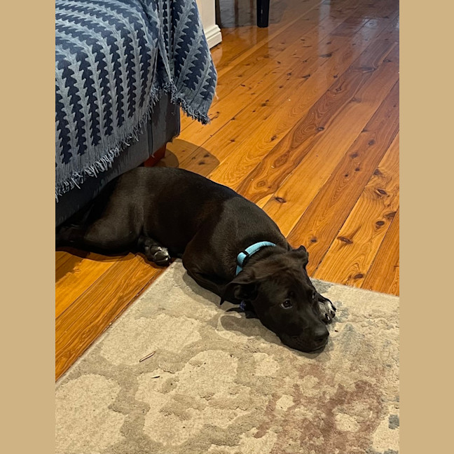 Photo of Socks   3 Month Old Bull Arab X Kelpie