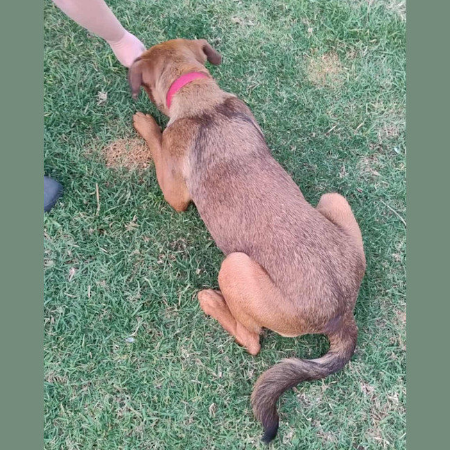 Photo of Cupid 😍Rottweiler X Ridgeback, Girl, 1.5yo