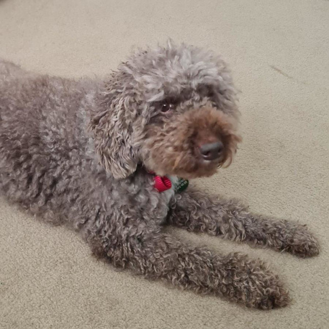 Photo of Harry Valenti