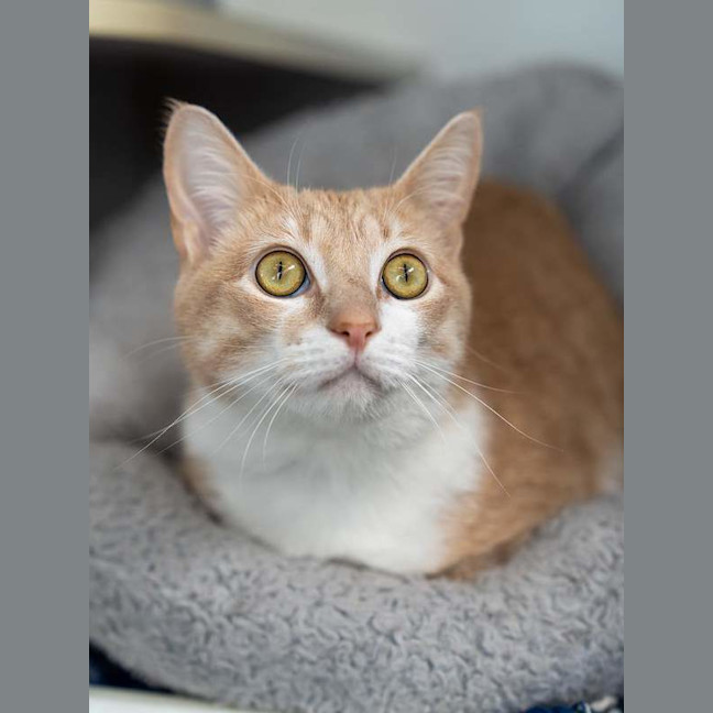 Photo of Marmalade
