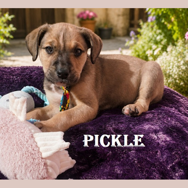 Photo of Pickles