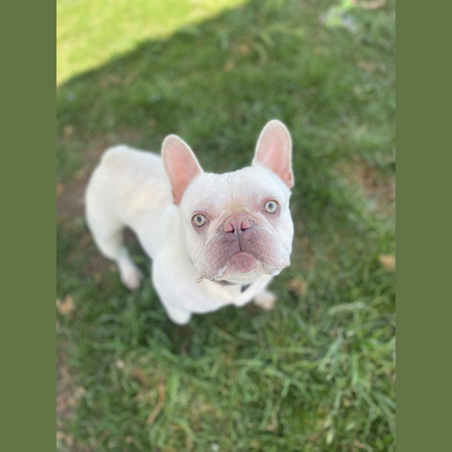 Photo of Taro