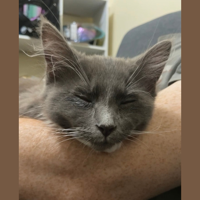 Photo of Llewelyn (Lou)