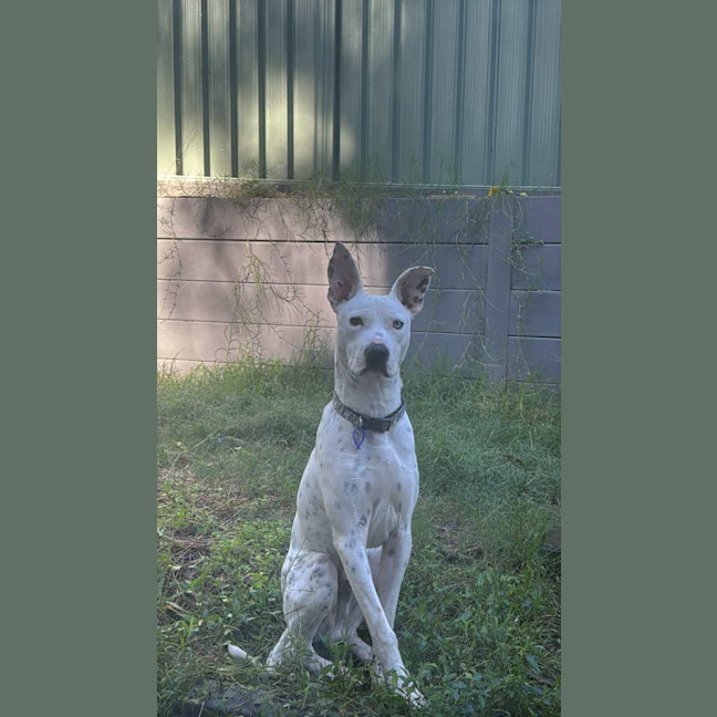 Photo of Sunny   1 Year Old Cattle Dog X