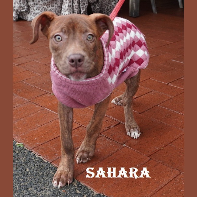 Photo of Sahara