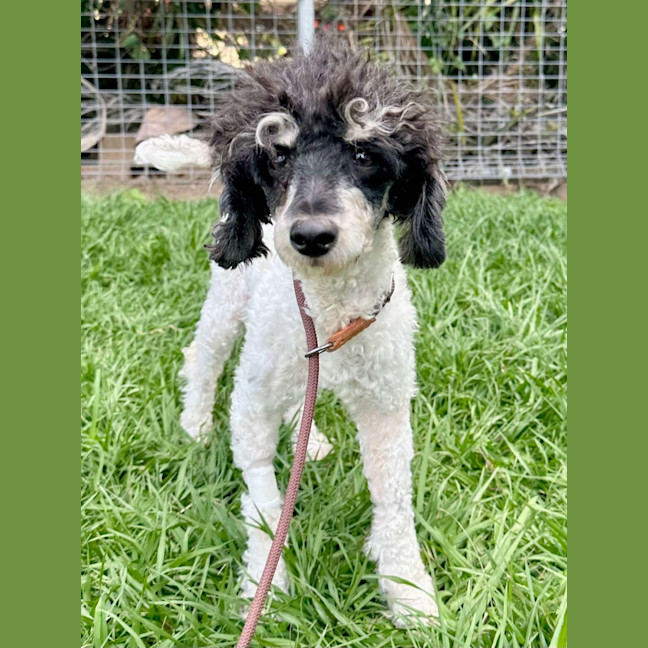 Photo of Molly