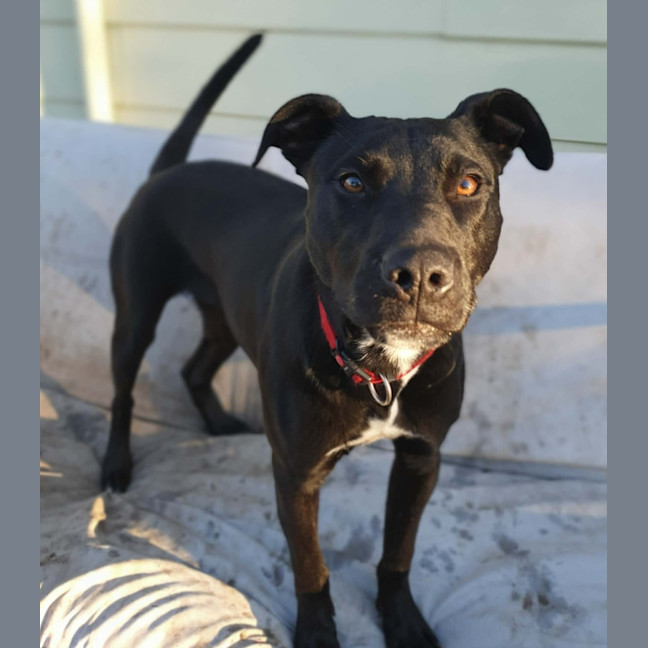 Photo of Kuro