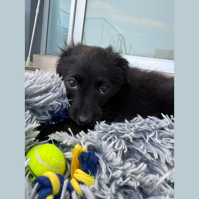 Photo of Rascal