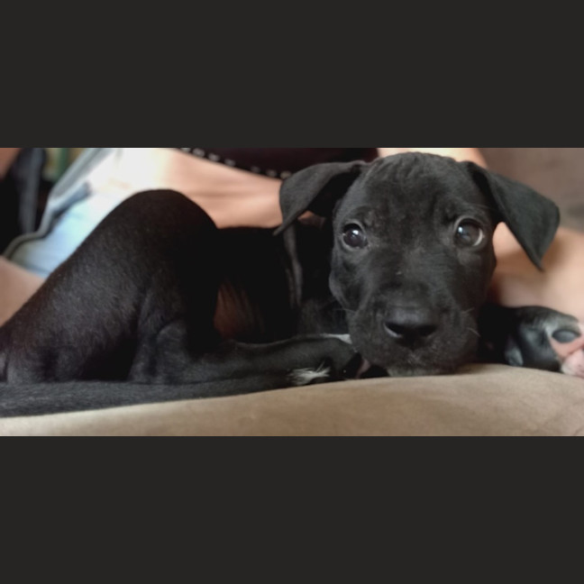 Photo of Tippy 