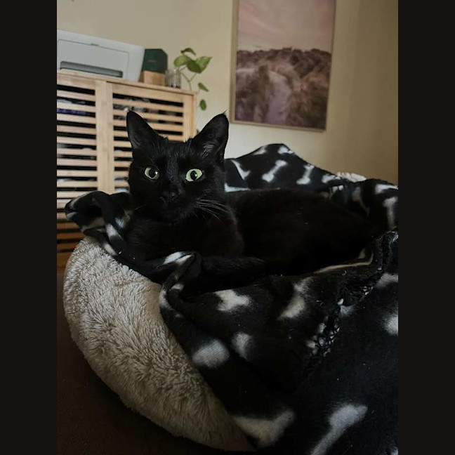 Photo of Snowdrop