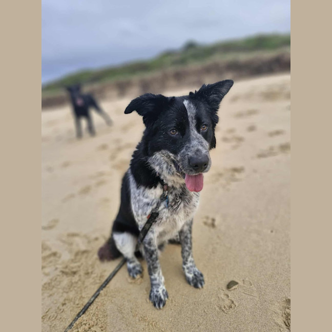 Photo of Frankie