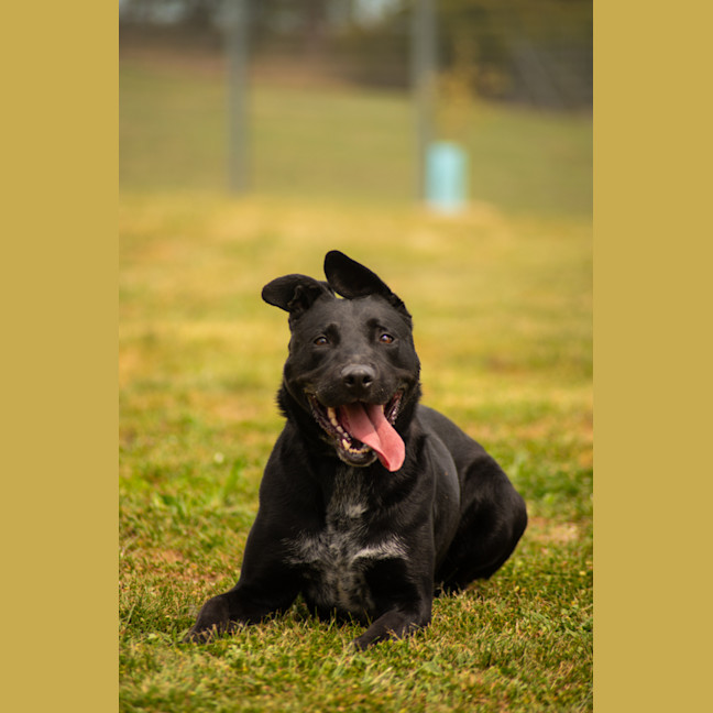 Photo of Louie