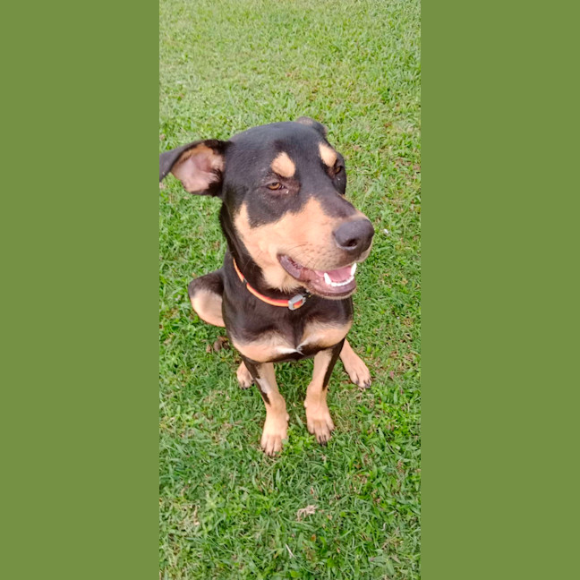 Photo of Whiskey