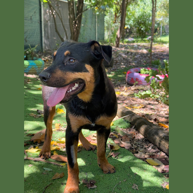 Photo of Moose (Ex Floyd)