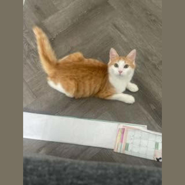 Photo of Cheddar