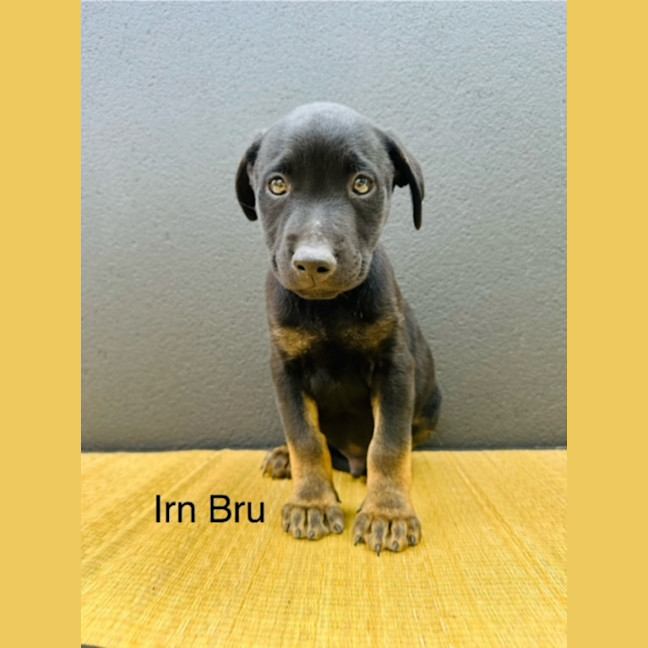 Photo of Uk Beverages Litter