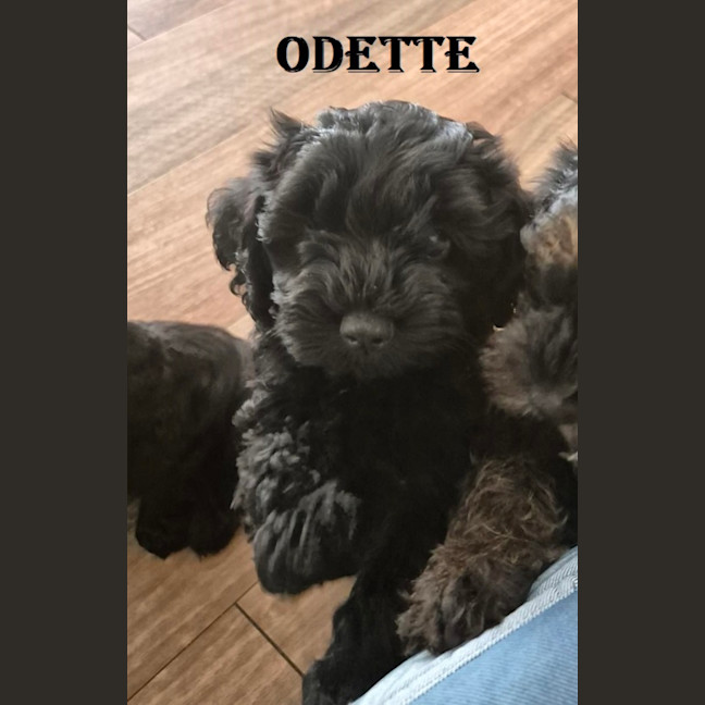 Photo of Odette
