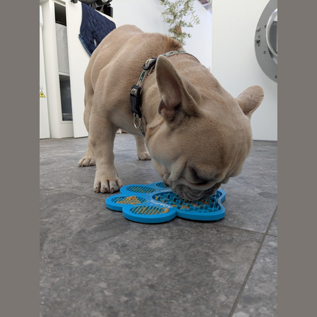 Photo of Bruno   6 Year Old French Bulldog