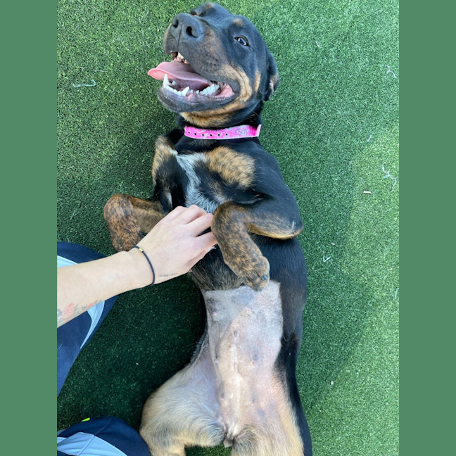 Photo of Rosa Imp 1309