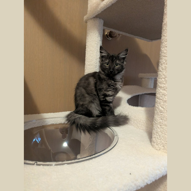 Photo of Topaz