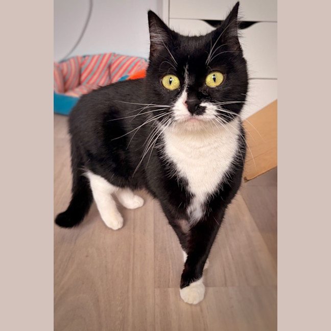 Photo of Oreo