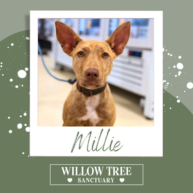 Photo of Millie