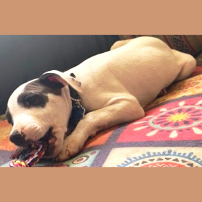 Photo of Hank ~ 11 Week Old, Staffy X Beagle Puppy