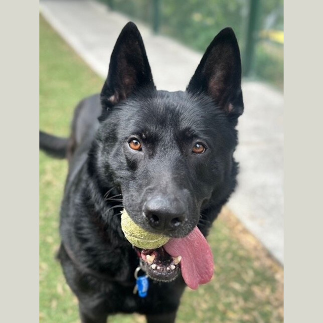 Photo of Wolfie