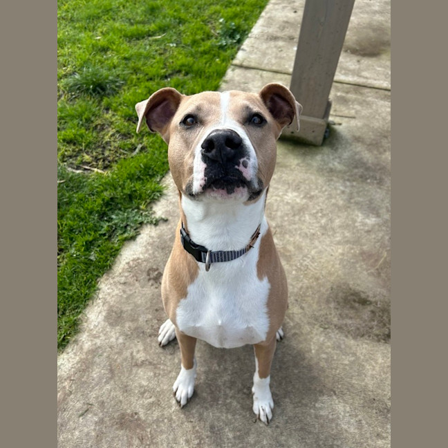 Photo of Dozer