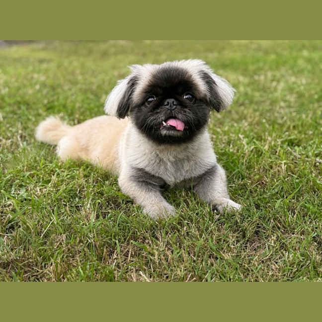 Photo of Bindi