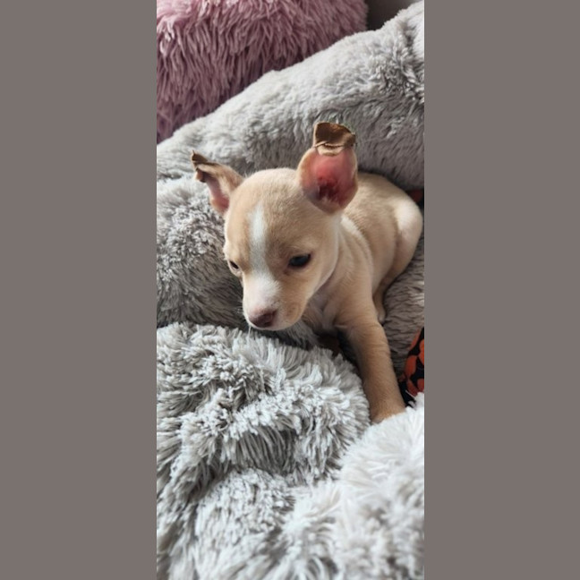 Photo of Matisse   8 Week Old Maltese X