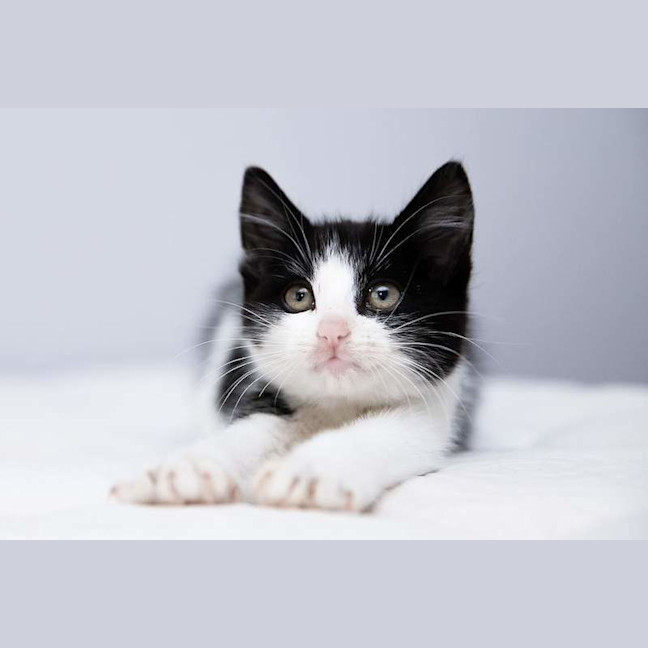 Photo of Button