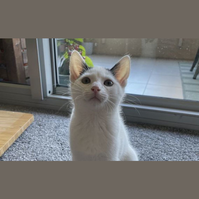 Photo of Meenie