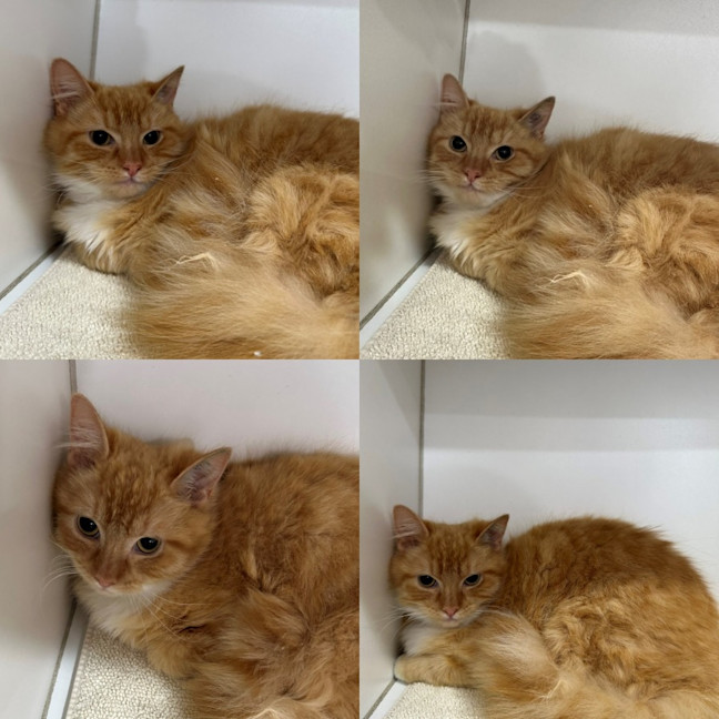 Photo of Apricot