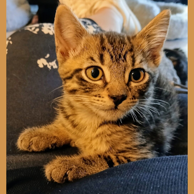 Photo of Butterscotch